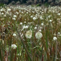 <i>Allium hookeri</i>  Thwaites